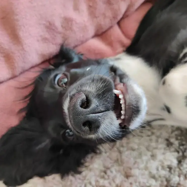 Cocker Spaniel (English)