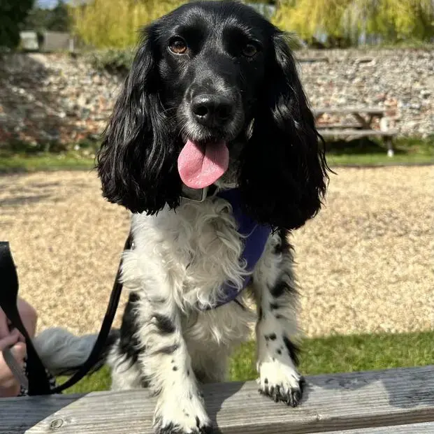 Cocker Spaniel (English)