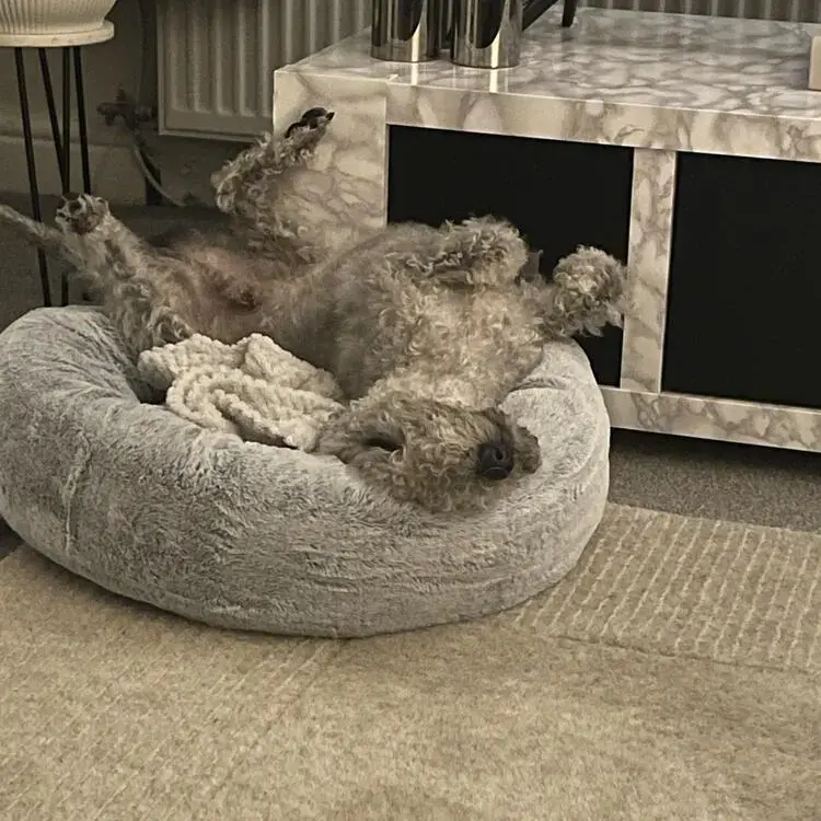 Bedlington Terrier