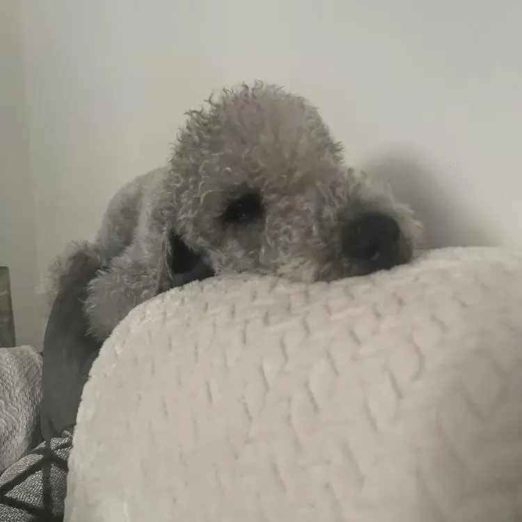 Bedlington Terrier