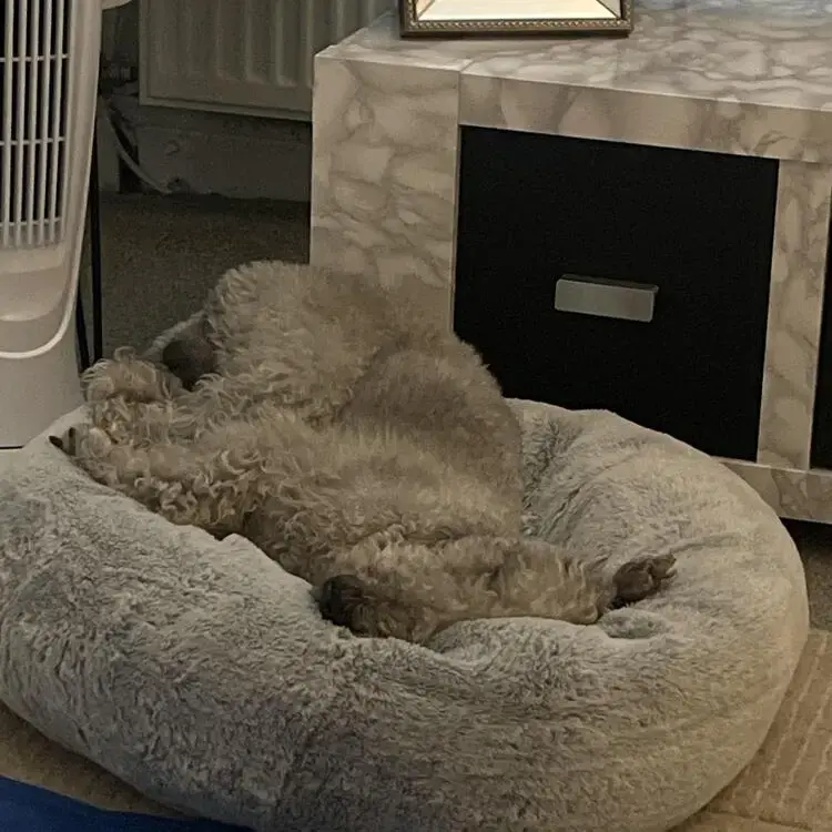 Bedlington Terrier