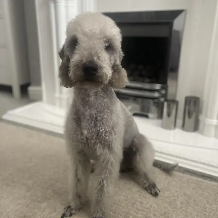 Bedlington Terrier
