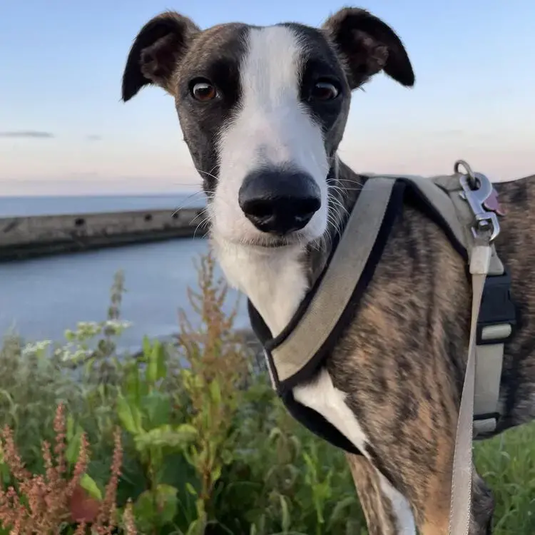 Lurcher