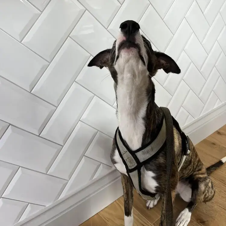 Lurcher