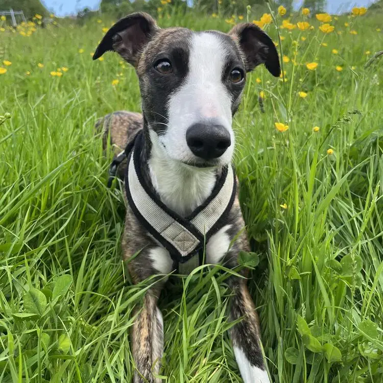 Lurcher