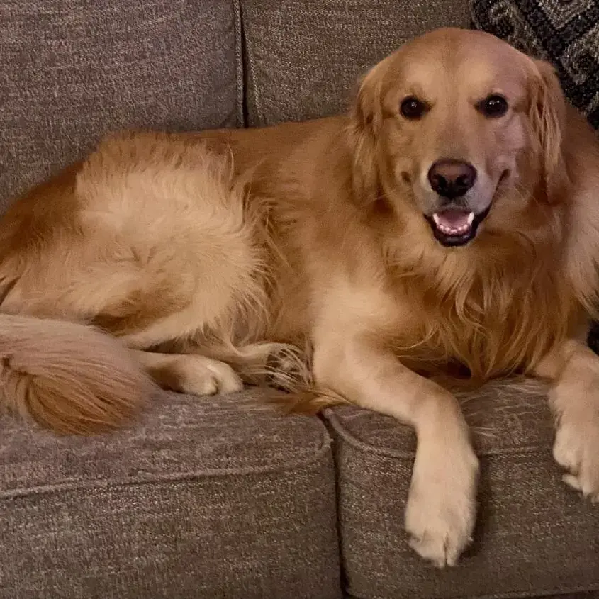 Golden Retriever