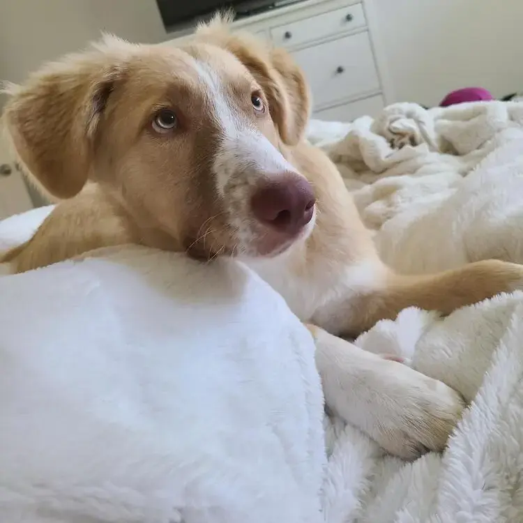 Pyrenean Mountain Dog
