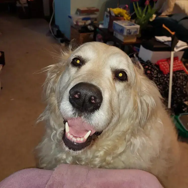 Golden Retriever