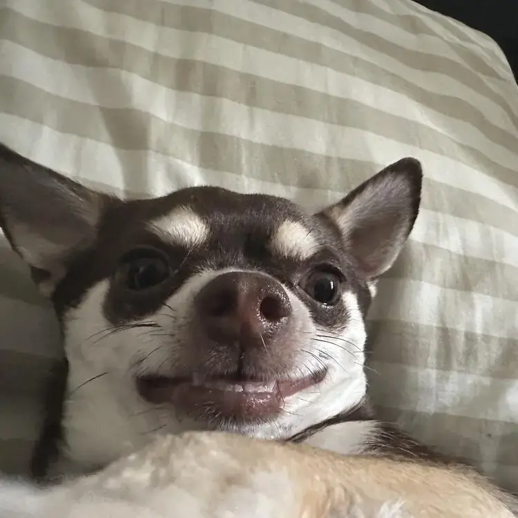 Chihuahua (Smooth Coat)
