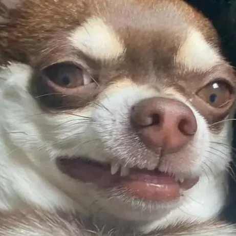 Chihuahua (Smooth Coat)