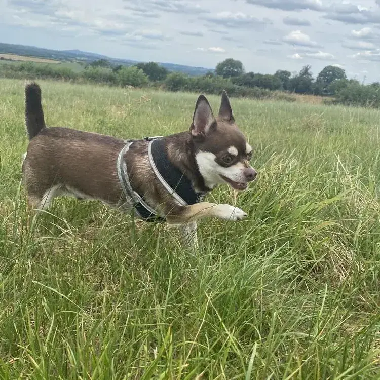 Chihuahua (Smooth Coat)