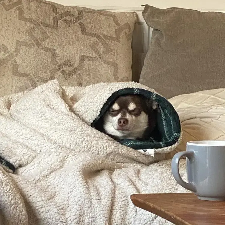 Chihuahua (Smooth Coat)