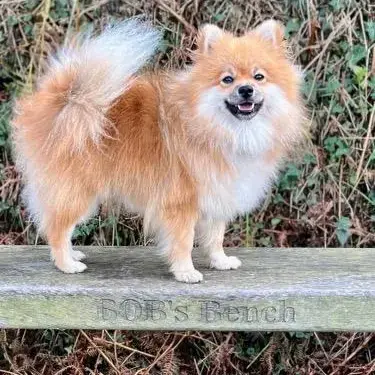 German Spitz Klein