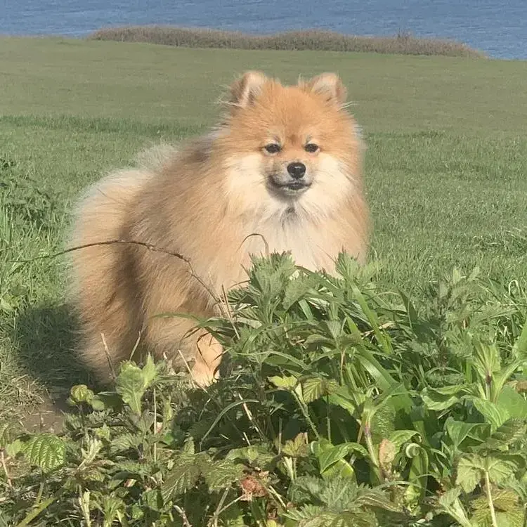 German Spitz Klein