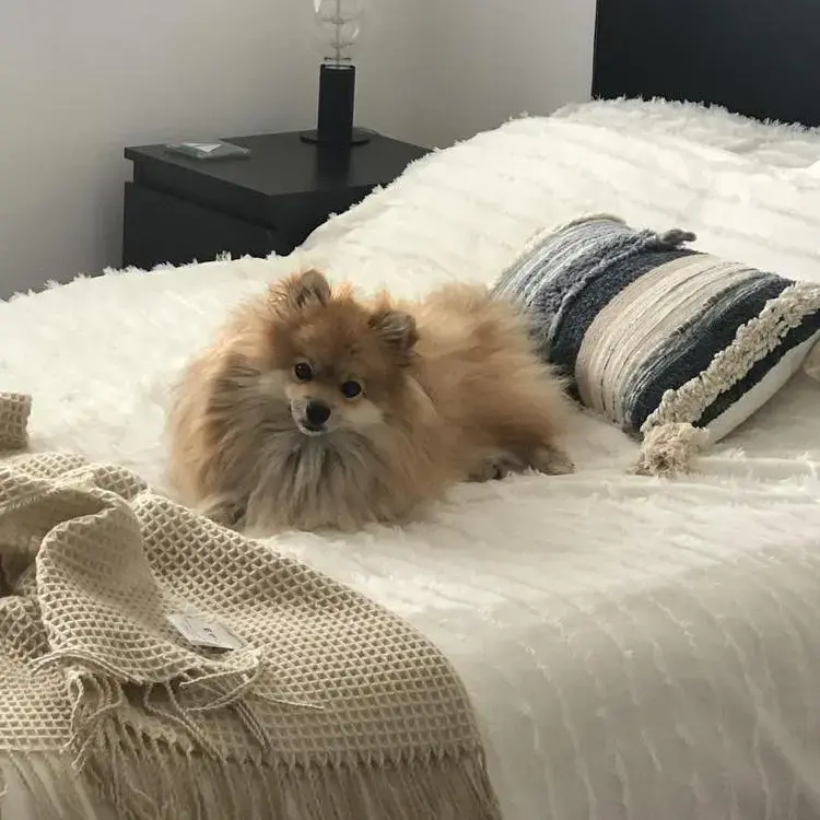 German Spitz Klein
