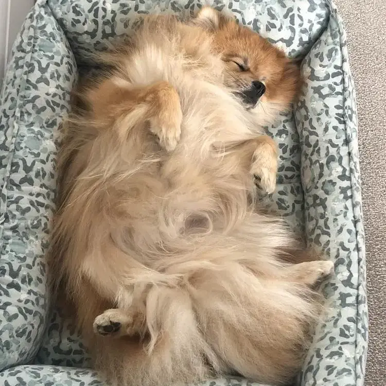 German Spitz Klein