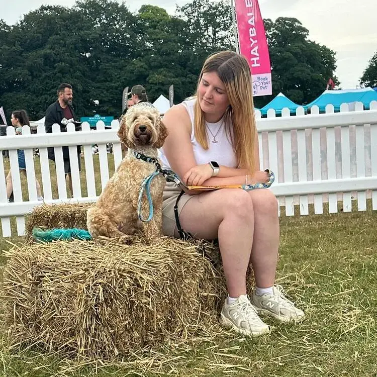 Cockapoo
