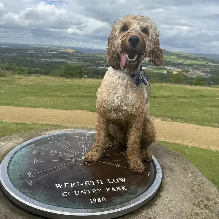 Cockapoo