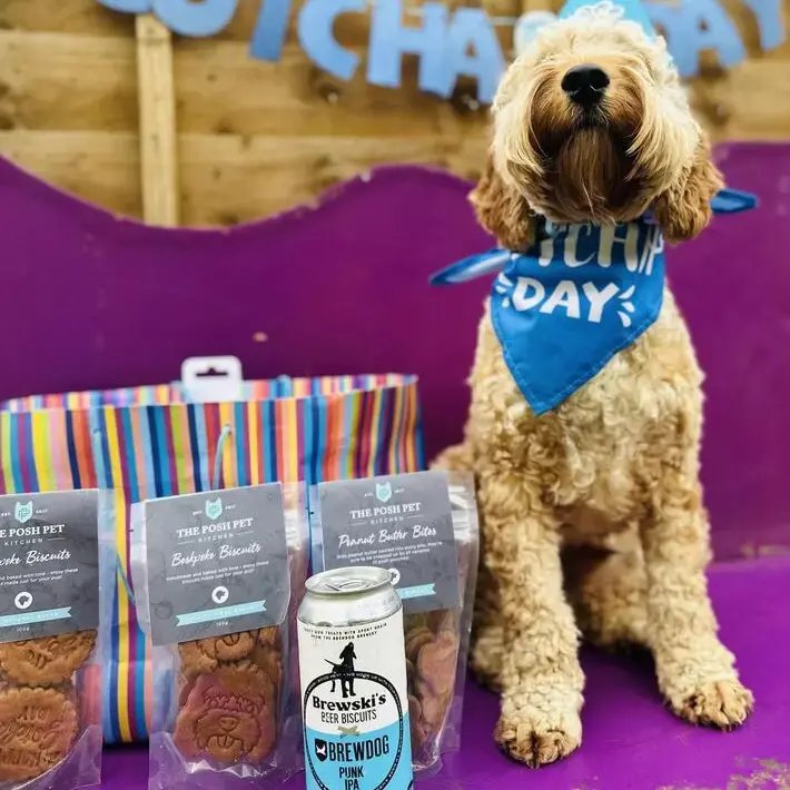 Cockapoo