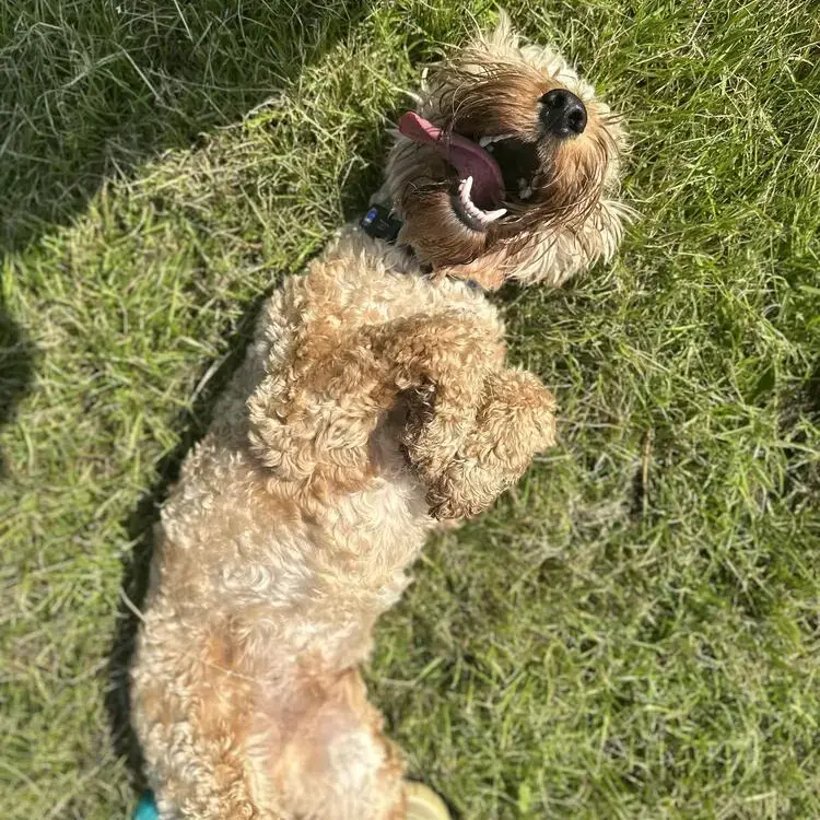 Cockapoo