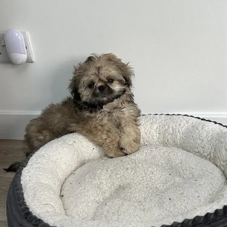 Shih Tzu