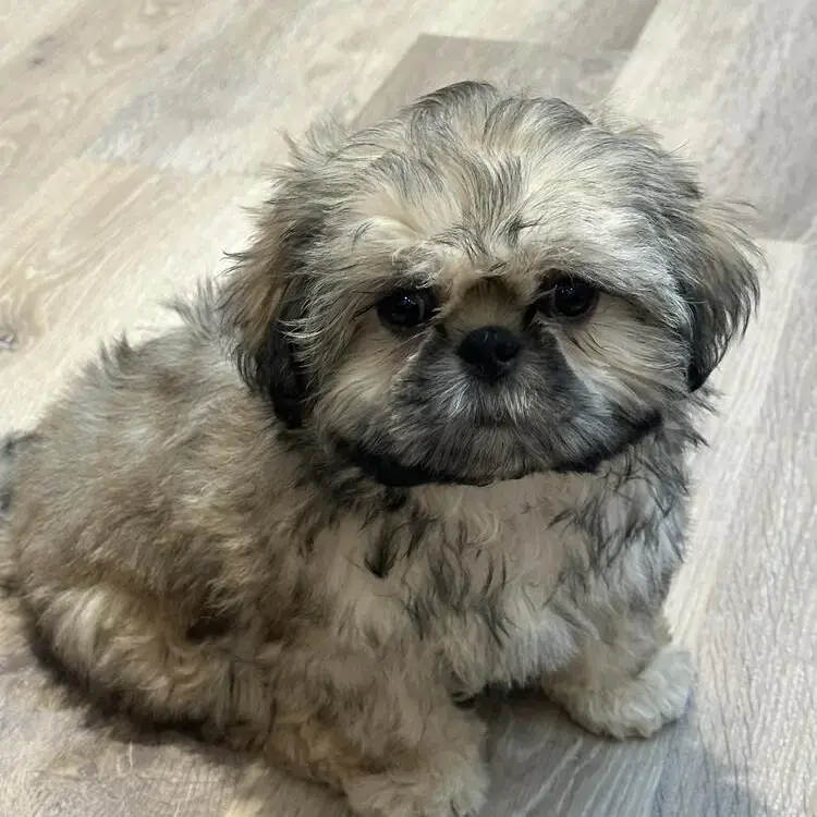 Shih Tzu