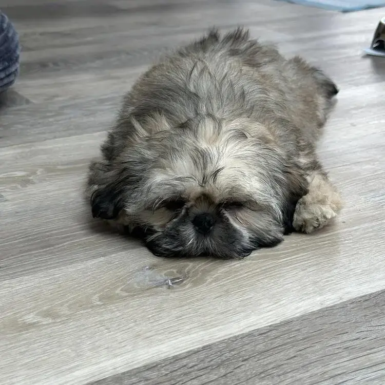 Shih Tzu