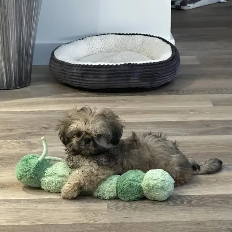 Shih Tzu