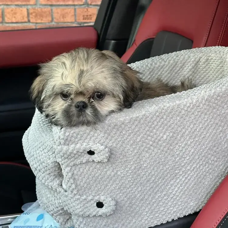 Shih Tzu