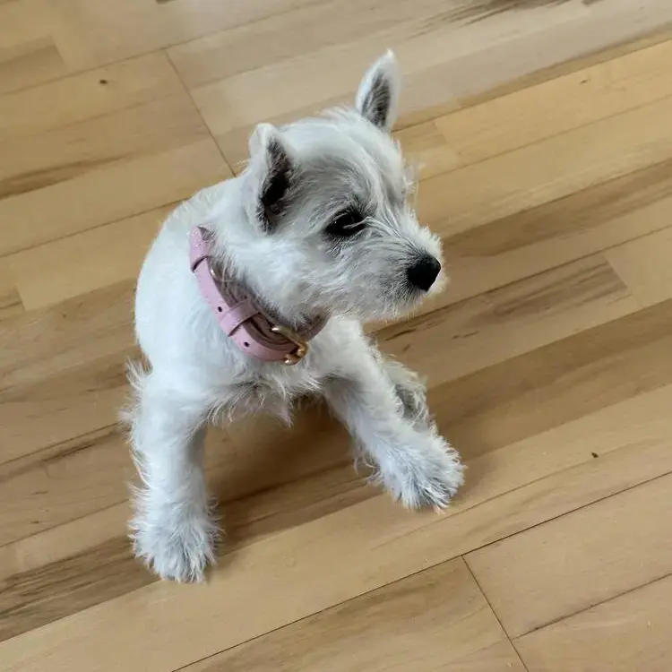 West Highland White Terrier