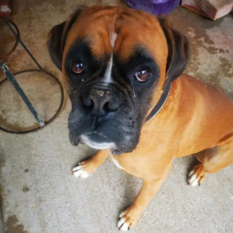 Boxer