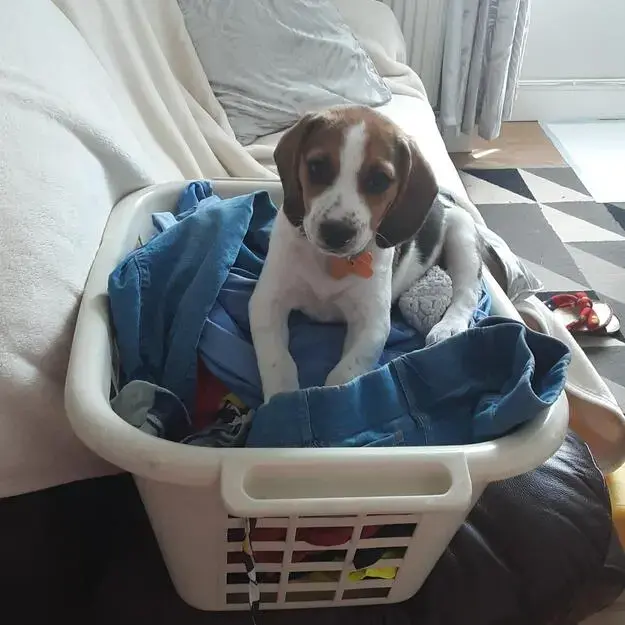 Beagle