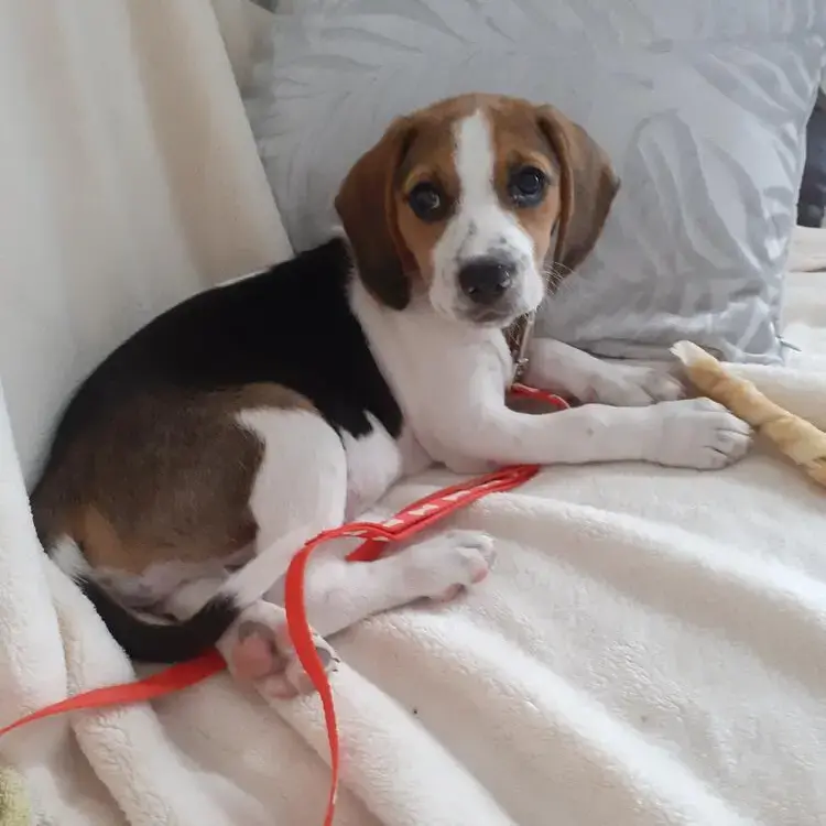 Beagle