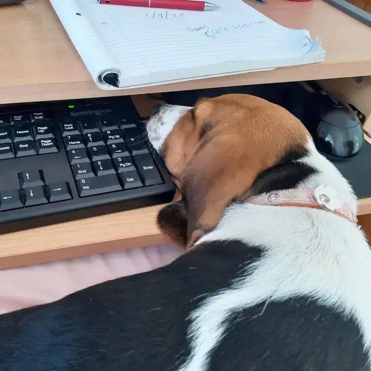 Beagle