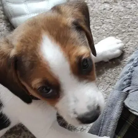 Beagle