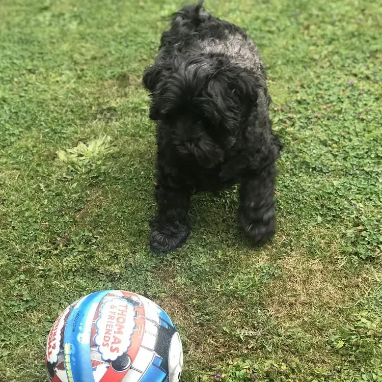 Shih Tzu