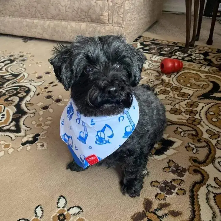 Shih Tzu