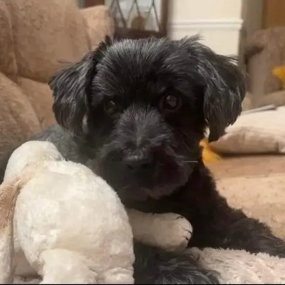 Shih Tzu