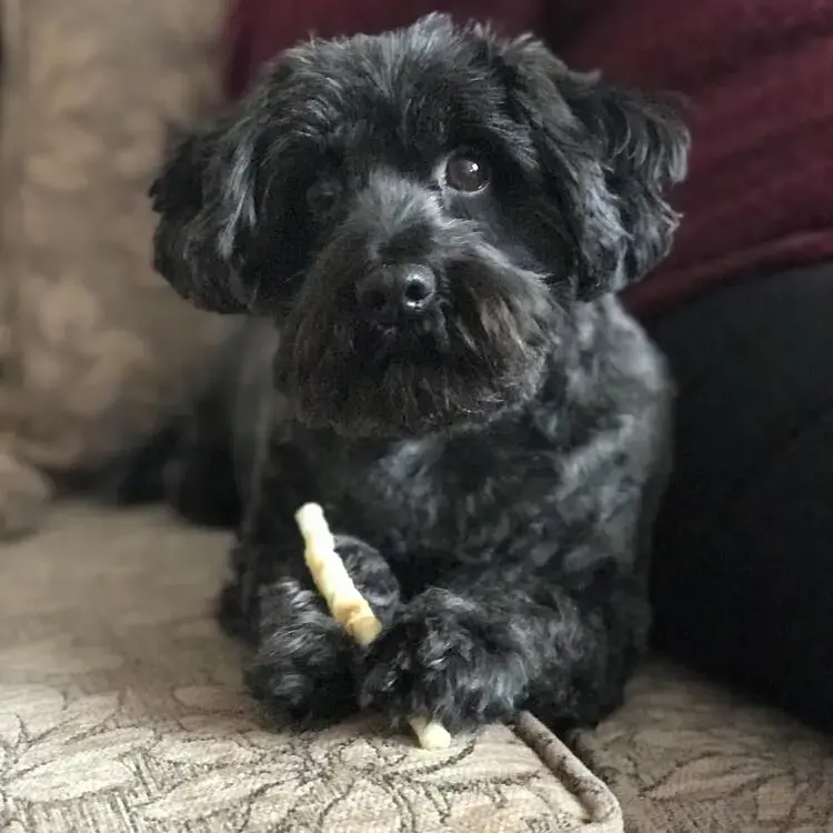 Shih Tzu