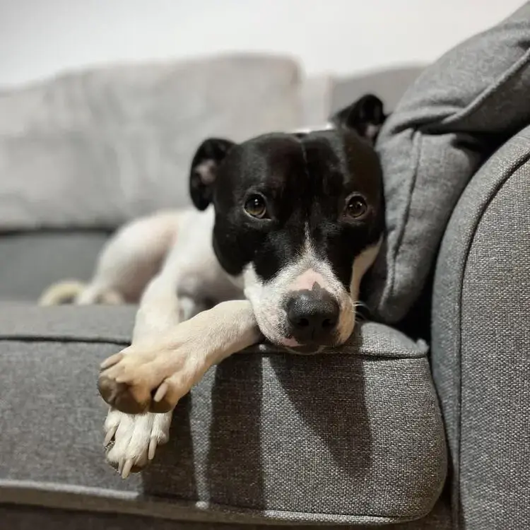 Staffordshire Bull Terrier