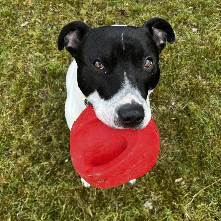 Staffordshire Bull Terrier