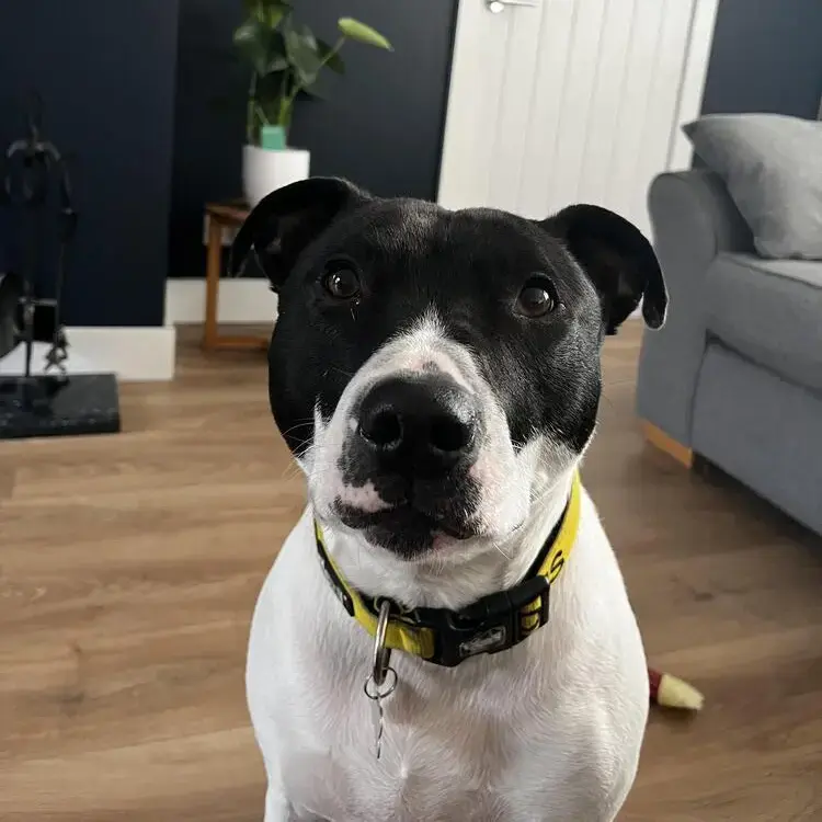 Staffordshire Bull Terrier