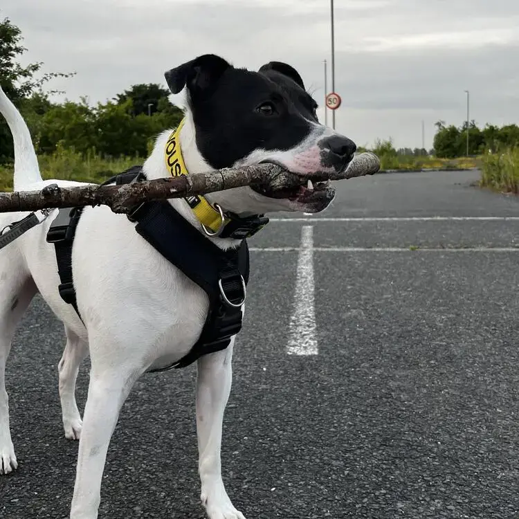 Staffordshire Bull Terrier