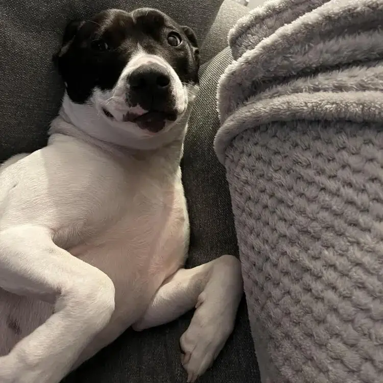 Staffordshire Bull Terrier