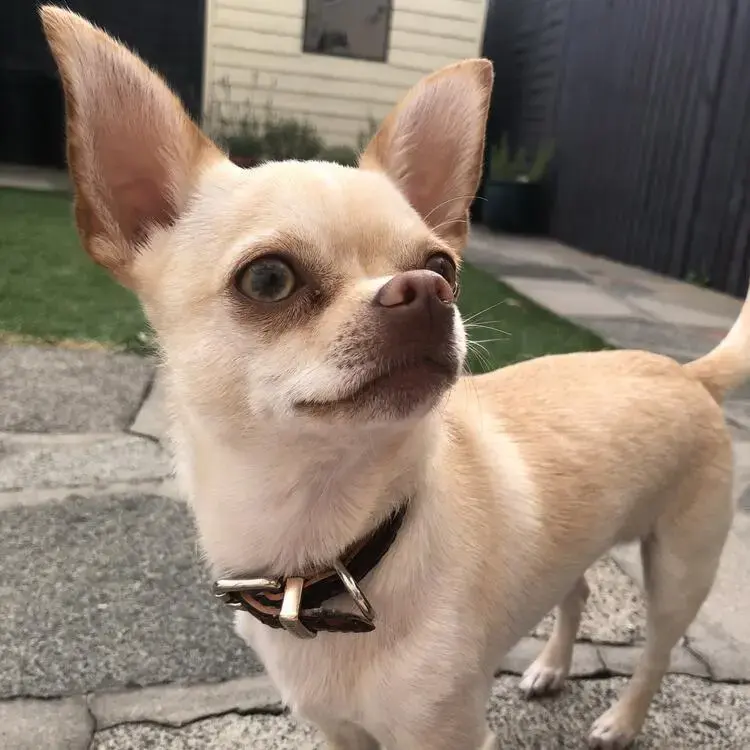 Chihuahua (Smooth Coat)