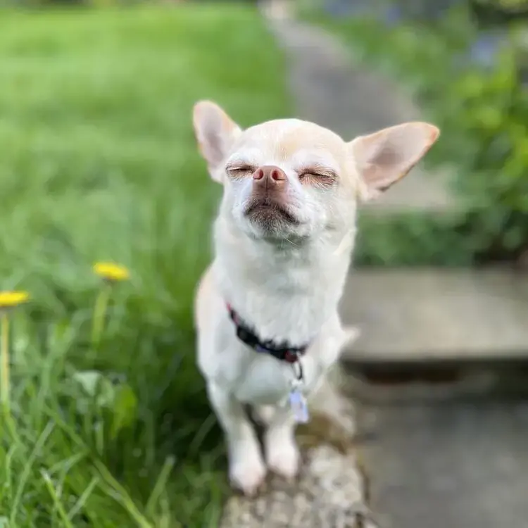 Chihuahua (Smooth Coat)