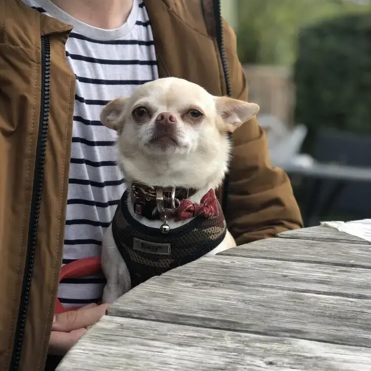 Chihuahua (Smooth Coat)