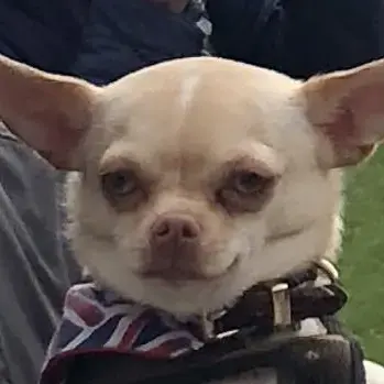 Chihuahua (Smooth Coat)
