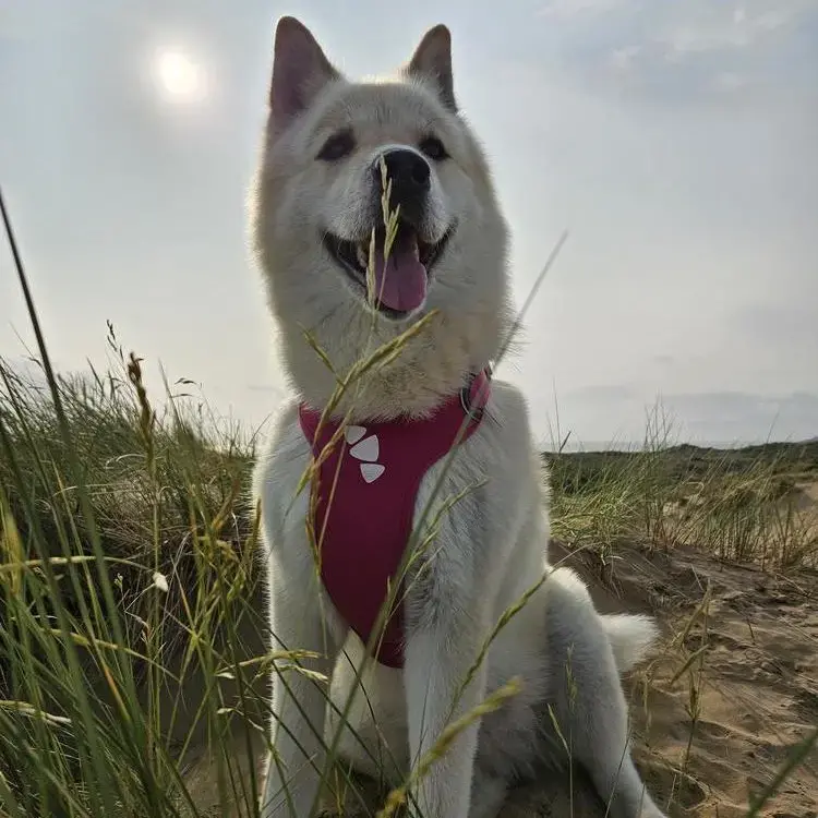 Japanese Akita