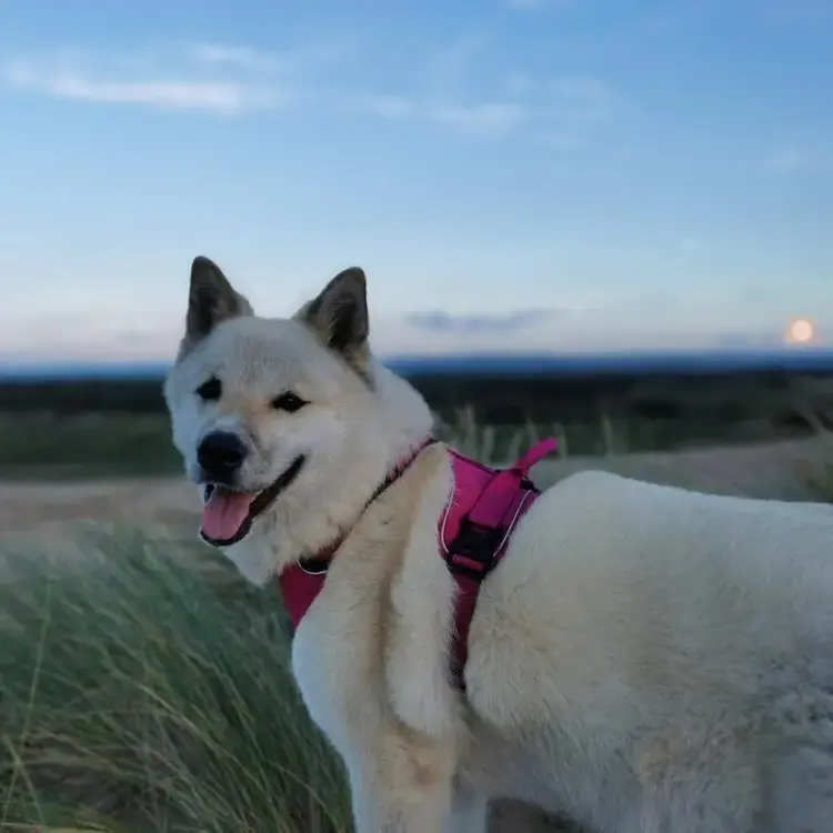 Japanese Akita